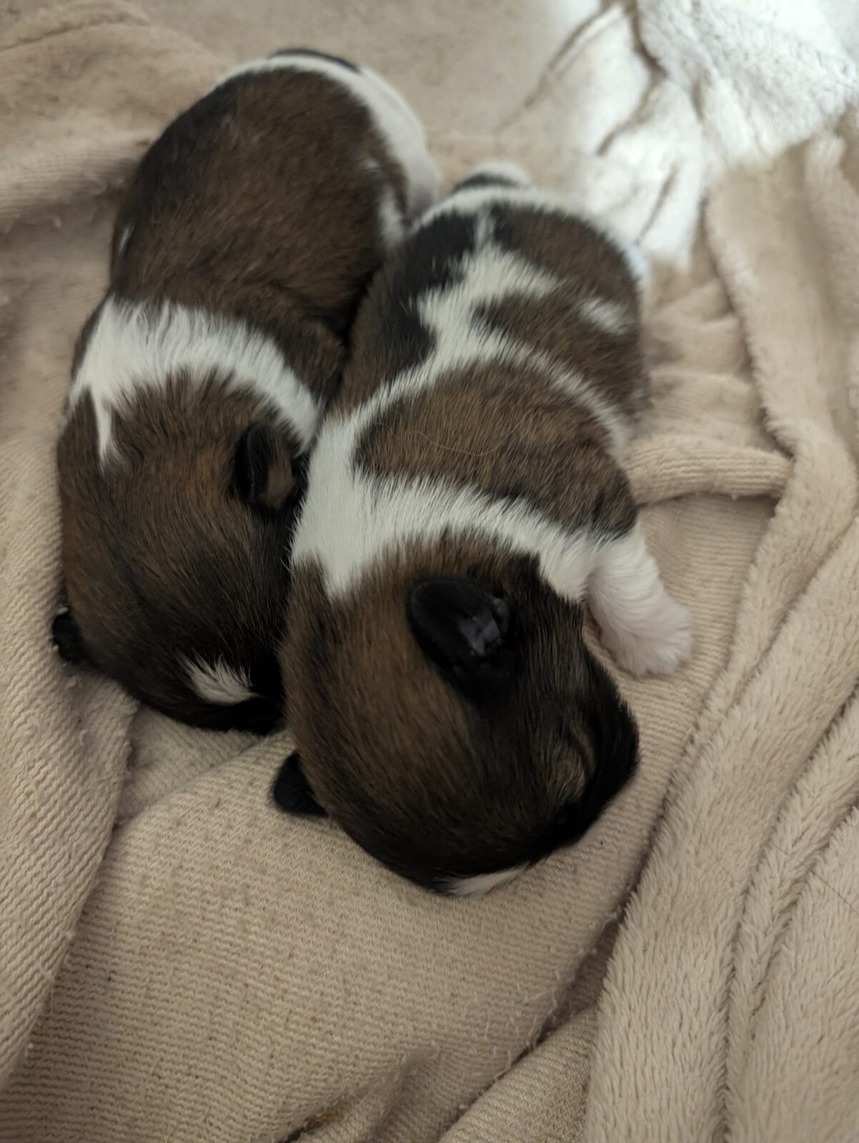 Stella's current litter from Maw's Little Paws